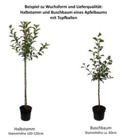 Sirius Ⓢ Malus Domestica `Sirius´ -Obstbaumladen 0 Baumformen Buschbaum und Halbstammt7HUvqONAPeST