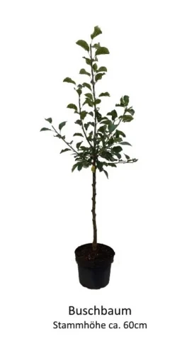 Rosette® Malus Domestica 10 Rosette® Malus Domestica -Obstbaumladen 0 Baumformen Buschbaum7a73FmYDHOZC2