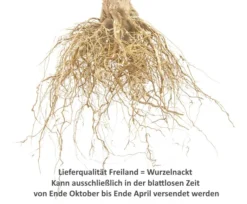 Retina ® Malus Domestica -Obstbaumladen 0Wurzelnackt23WK1oWr3KmEbq