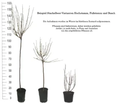 Tatjana, Grün, Fast Stachellos Ribes Uva-crispa `Tatjana´ -Obstbaumladen 1 Beispiel Stachelbeeren Wuchsformen5728MZOmFH4CB