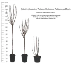 Rolan Ribes Rubrum `Rolan´ -Obstbaumladen 1Beispiel Johannisbeere WuchsformenubMxZbmWVRpso
