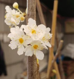 Aprimira Prunus Domestica Subsp. Syriaca `Aprimira´ -Obstbaumladen 20180404 175702