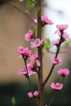 Säulen-Nektarine `Alice Col´ Ⓢ Prunus Nucipersica `Alice Col´ -Obstbaumladen Alice Col Bl te