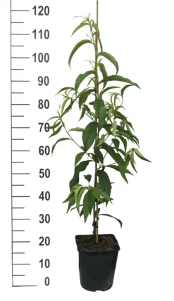 Säulen-Nektarine `Alice Col´ Ⓢ Prunus Nucipersica `Alice Col´ -Obstbaumladen Alice Col weiss scaled