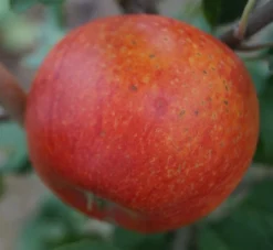 Alkmene Malus Domestica -Obstbaumladen Alkmene5b8547cfd7c99