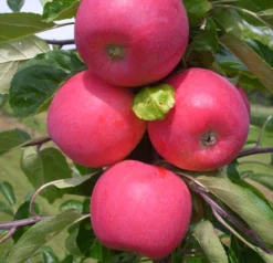 Allegro Ⓢ Malus Domestica