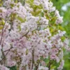 Säulenzierkirsche `Amanogawa´ Prunus Serrulata `Amanogawa´