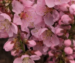 Zwergpfirsich `Amber® Pix ZeeⓈ´ Prunus Persica 7 Zwergpfirsich `Amber® Pix ZeeⓈ´ Prunus Persica -Obstbaumladen Amber Pix Zee