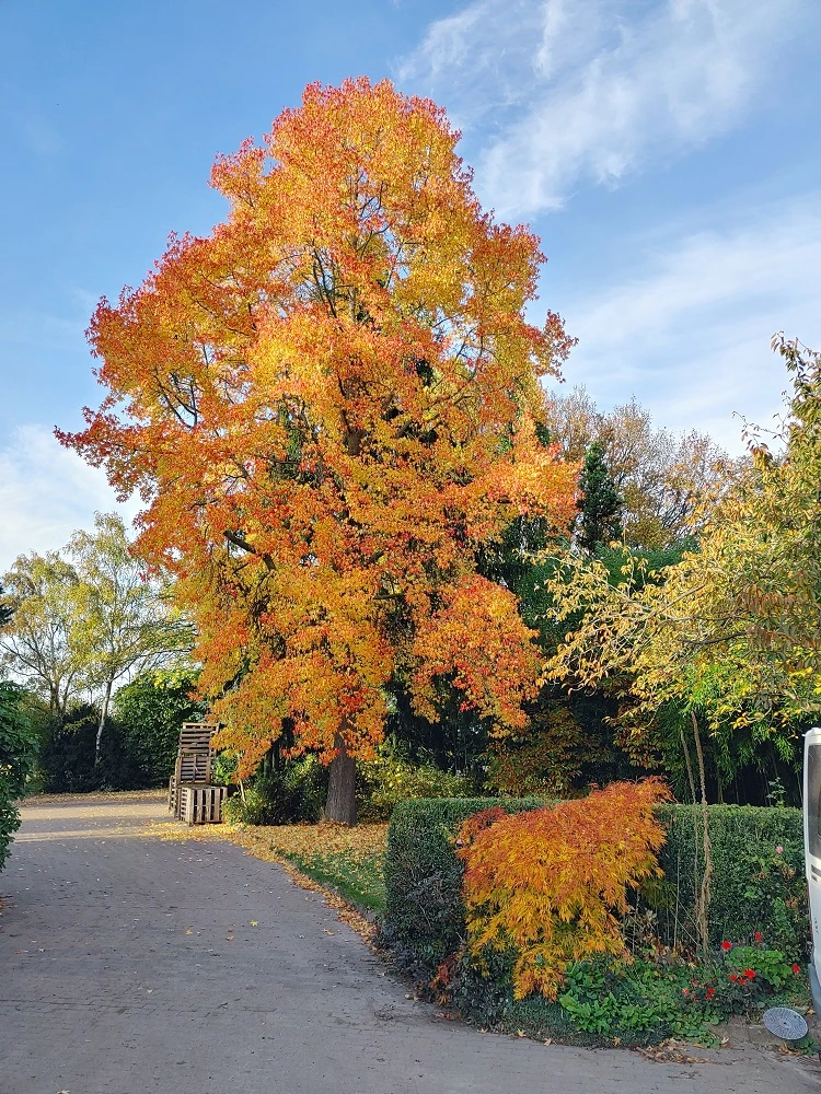 Amberbaum 140-160cm Liquidambar Styraciflua 2 Amberbaum 140-160cm Liquidambar Styraciflua – Bild 2