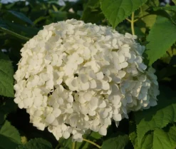 Garten-Hortensie `Incrediball®´ Hydrangea Arborescens -Obstbaumladen Anabelle Hortensie