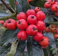 Obstbaumladen 5 Obstbaumladen -Obstbaumladen Apfeldorn Frucht