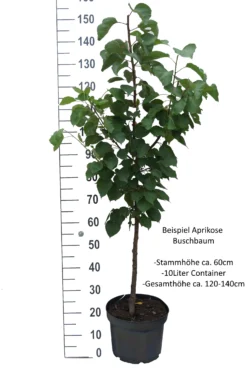 Aprikose `Bergeron´ Prunus Armeniaca `Bergeron´ -Obstbaumladen Aprikose Beispiel Buschbaum