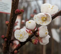 Ungarische Beste Prunus Armeniaca `Ungarische Beste´ -Obstbaumladen Aprikose Bl te