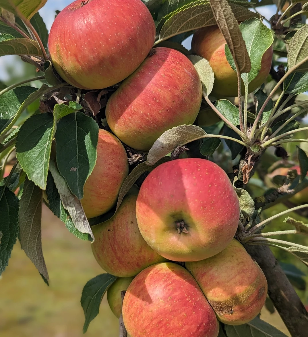 Säulenapfel Arbat ® Malus Domestica 1 Säulenapfel Arbat ® Malus Domestica
