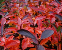 Aronia- Apfelbeere Hugin Aronia Melanocarpa `Hugin´ -Obstbaumladen Aronia Hugin Herbstf rbung