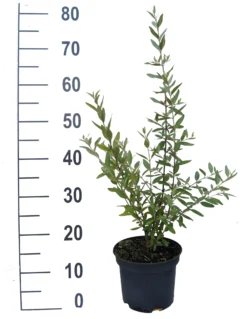 Silberblättrige Büffelbeere Sheperdia Argentea -Obstbaumladen B ffelbeere weiss