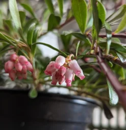 Echte Bärentraube Arctostaphylos Uva-ursi -Obstbaumladen B rentraube Bl te
