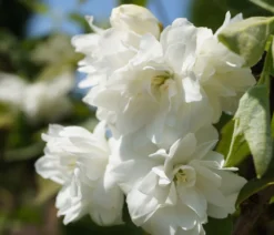 Bauern-Jasmin `Schneesturm´ Philadelphus Coronarius `Schneesturm´