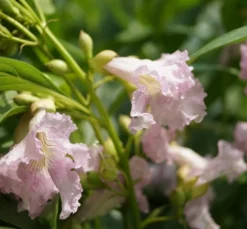 Sommerglocke / Baumoleander `Summer Bells´ Chitalpa Tashkentensis `Summer Bells´ 8 Sommerglocke / Baumoleander `Summer Bells´ Chitalpa Tashkentensis `Summer Bells´ -Obstbaumladen Baumoleander Summer Bells 1