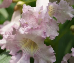 Sommerglocke / Baumoleander `Summer Bells´ Chitalpa Tashkentensis `Summer Bells´ 7 Sommerglocke / Baumoleander `Summer Bells´ Chitalpa Tashkentensis `Summer Bells´ -Obstbaumladen Baumoleander Summer Bells 4