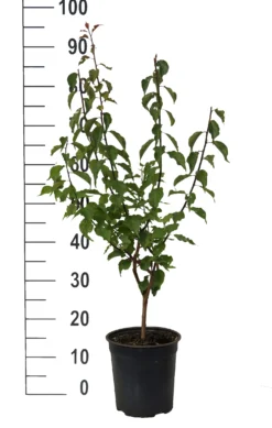 Japanische Zier-Aprikose `Beni-chi-dori´ Prunus Mume `Beni-chi-dori´ -Obstbaumladen Beni chi dori Zieraprikose