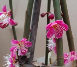 Japanische Zier-Aprikose `Beni-chi-dori´ Prunus Mume `Beni-chi-dori´ -Obstbaumladen Benichidori