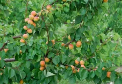 Aprikose `Bergeron´ Prunus Armeniaca `Bergeron´ -Obstbaumladen Bergeron 3