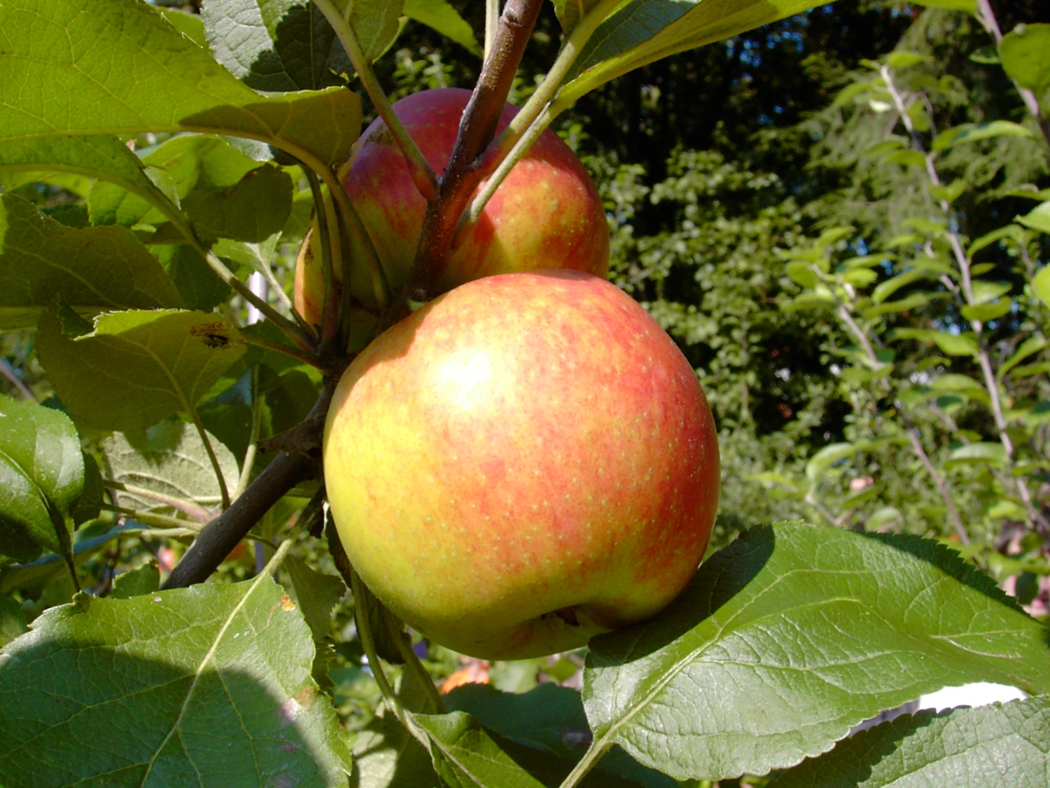Biesterfelder Renette Malus Domestica 2 Biesterfelder Renette Malus Domestica – Bild 2