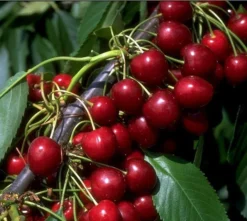 Kordia Prunus Avium `Kordia´