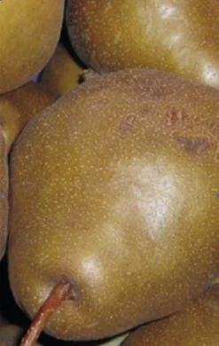 Uta Pyrus Communis `Uta´ -Obstbaumladen Birne UTA