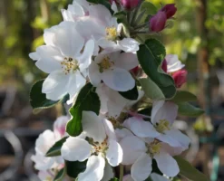 Säulenapfel `James Grieve Super Compact ®´ Malus Domestica `James Grieve Super Compact´ -Obstbaumladen Bl te James Grieve Super Compact