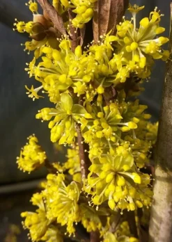 Obstbaumladen 11 Obstbaumladen -Obstbaumladen Bl te Jolico kornelkirsche