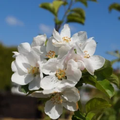Zierapfel `Red Sentinel´ Malus `Red Sentinel´ -Obstbaumladen Bl te Red Sentinel