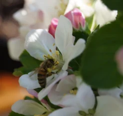 Säulenapfel `Rondo´ Malus Domestica `Rondo´ -Obstbaumladen Bl te Rondo mit Biene