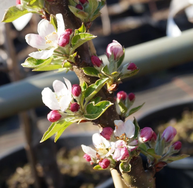 Säulenapfel Rhapsodie Ⓢ Malus Domestica 2 Säulenapfel Rhapsodie Ⓢ Malus Domestica – Bild 2