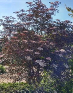 Holunder Black Lace ® Sambucus Nigra `Black Lace´ -Obstbaumladen Blace Lace Strauch