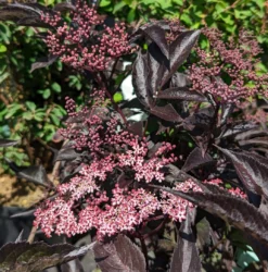Rotblättriger Holunder `Black Beauty´ Sambucus Nigra `Black Beauty´ -Obstbaumladen Black Beauty1