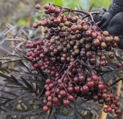 Holunder Black Lace ® Sambucus Nigra `Black Lace´ -Obstbaumladen Black Lace Furcht