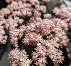 Holunder-Säule Black Tower (R) Sambucus Nigra `Black Tower´ -Obstbaumladen Black tower2