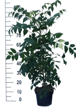 Blauschote / Blaugurkenbaum Decaisnea Fargesii -Obstbaumladen Blauschote Decaisnea weiss