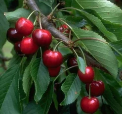 Burlat Prunus Avium `Burlat´