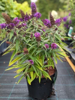 Schmetterlingsflieder Butterfly Candy® (versch. Farben) Buddleja Davidii 13 Schmetterlingsflieder Butterfly Candy® (versch. Farben) Buddleja Davidii -Obstbaumladen Butterfly Candy