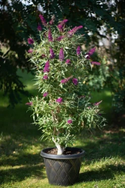 Säulen-Sommerflieder `Butterfly Tower´ Buddleja Davidii `Butterfly Tower´ 5 Säulen-Sommerflieder `Butterfly Tower´ Buddleja Davidii `Butterfly Tower´ -Obstbaumladen Butterfly Tower Kordes Jungpflanzen2