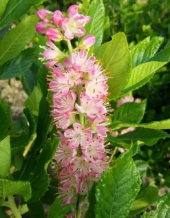 Zimterle - Clethra Clethra Alnifolia -Obstbaumladen CLethra 1