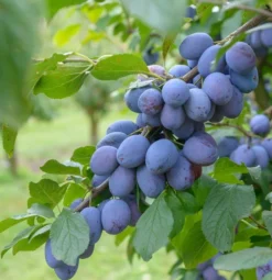 Cacaks Fruchtbare Prunus Domestica `Cacaks Fruchtbare´