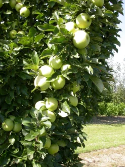 Zwergapfel `Cactus´ Malus Domestica `Cactus´ -Obstbaumladen Cactus 1