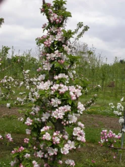 Zwergapfel `Cactus´ Malus Domestica `Cactus´ -Obstbaumladen Cactus2