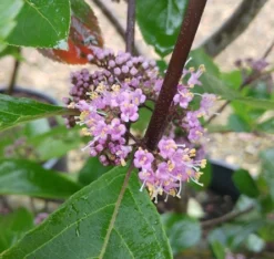 Schönfrucht, Liebesperlenstrauch Callicarpa Bodinieri `Profusion´ -Obstbaumladen Callicarpa Sch nfrucht Bl te