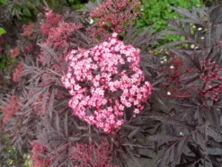 Holunder `Cherry Lace´ Sambucus Nigra `Cherry Lace´