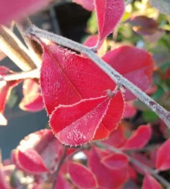 Chinesische Quitte / Holzquitte Pseudocydonia Sinensis -Obstbaumladen Chinesische Quitte Holzquitte Pseudocydonia